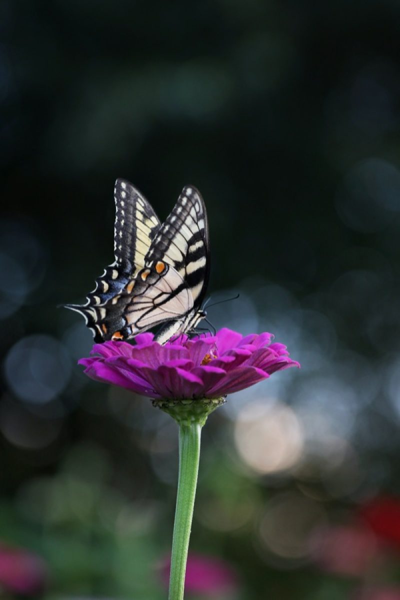 Titelbild für den Blogbeitrag, Schmetterling auf einer Blume
